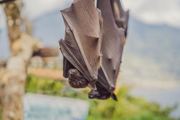 Largest Bats in the World - Black flying fox