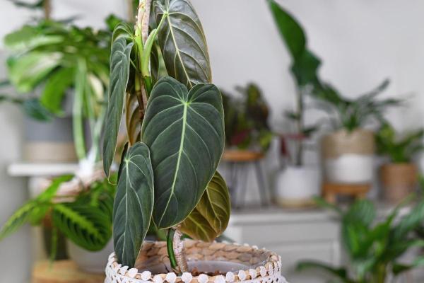 Types of Philodendron With Pictures - Black gold philodendron (Philodendron melanochrysum)