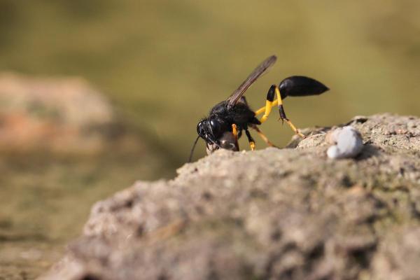 Types of Wasps and Hornets in Spain - Black mud daubers (Sceliphron fistularium)