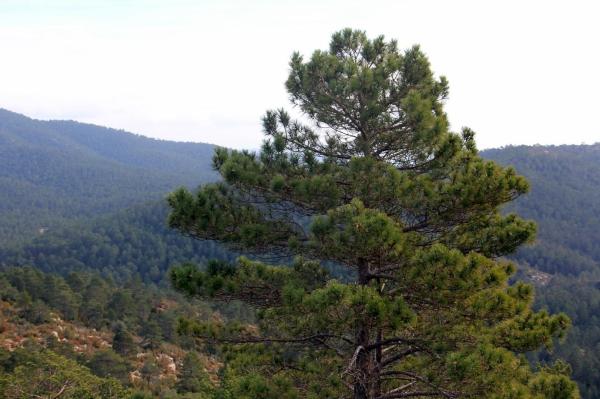 Different Types of Pine Trees - Black pine (Pinus nigra)