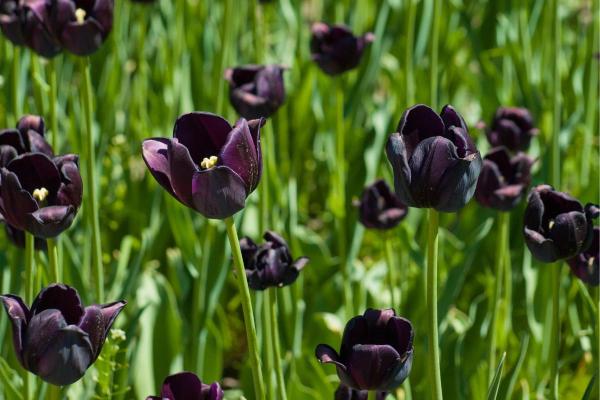 Tulip Color Meanings - Symbolism of Tulips - Black tulip
