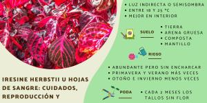 Bloodleaf Plant Care and Propagation