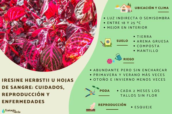 Bloodleaf Plant Care and Propagation
