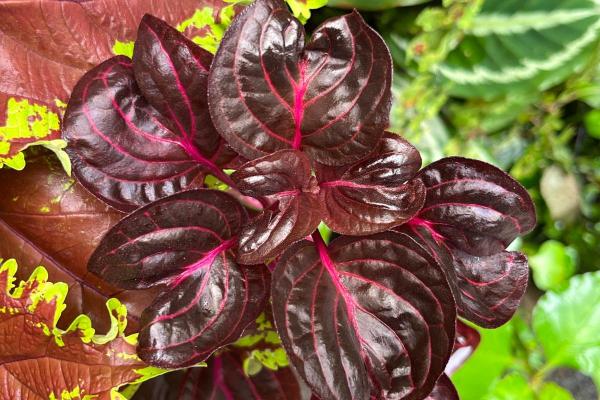 Bloodleaf Plant Care and Propagation - Bloodleaf plant light, temperature and location