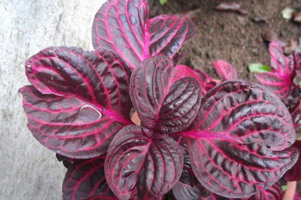 Bloodleaf Plant Care and Propagation - Bloodleaf plant propagation