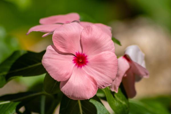Balsam Flower Plant Care Guide - Bloom