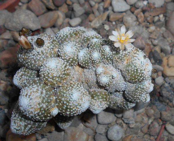 Cactus Without Spines - Spineless Cactus Types - Blossfeldia liliputana