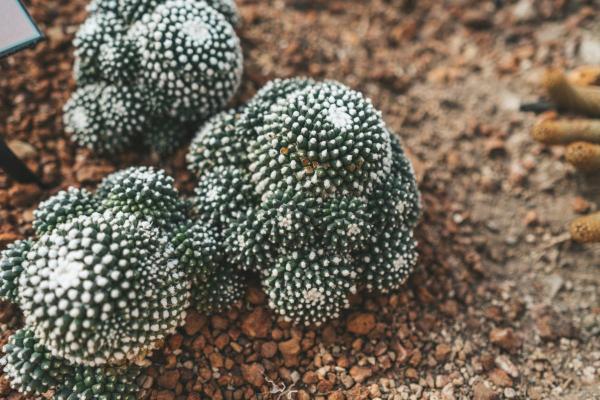 Types of Small Cactus Plants for Pots - Blossfeldia liliputana