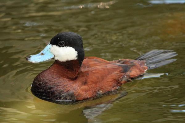 Different Types of Ducks - Blue-billed duck (Oxyura australis)