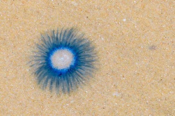Types of Non-Stinging Jellyfish - Blue button jellyfish