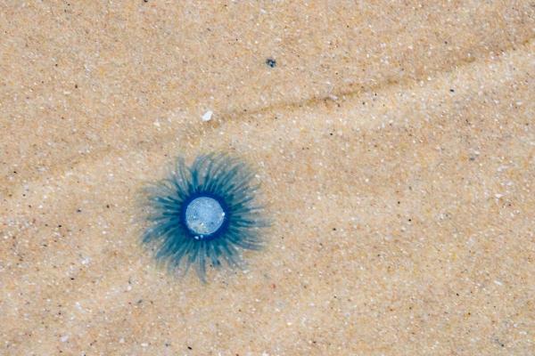 Mediterranean Jellyfish Species - Blue button (Porpita porpita)