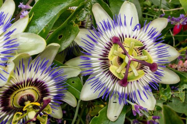 Best Climbing Plants with Flowers - Blue passionflower (Passiflora caerulea)