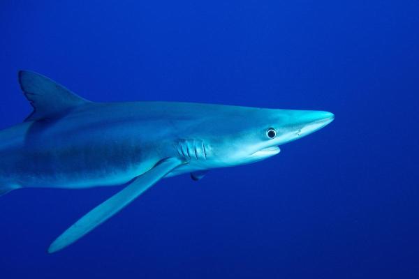 What Is a Pelagic Fish? - Blue shark