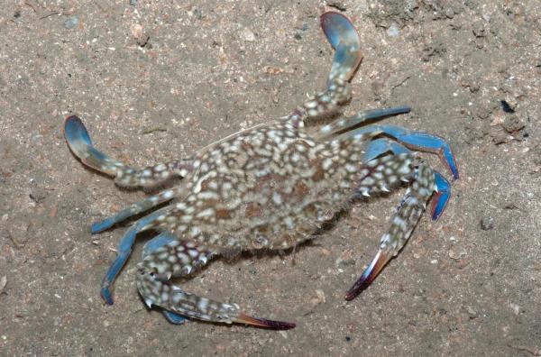 Types of Crabs - Different Crab Species - Blue swimmer crab (Portunus pelagicus)