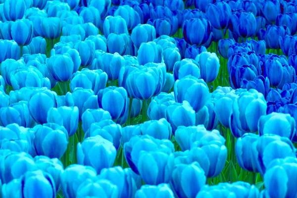 Tulip Color Meanings - Symbolism of Tulips - Blue tulip
