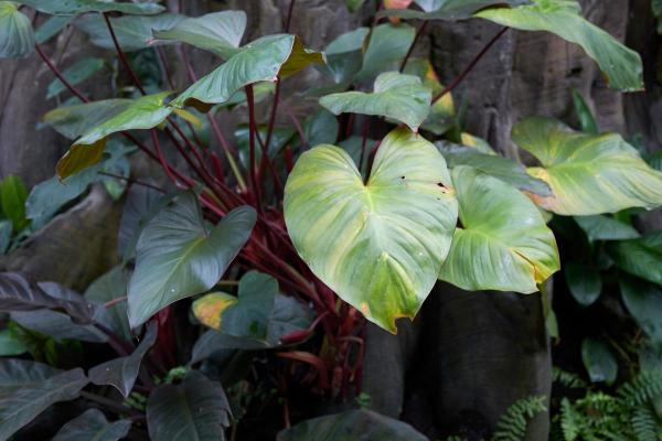 Types of Philodendron With Pictures - Blushing philodendron (Philodendron erubescens)