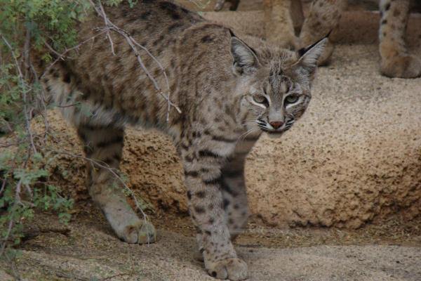 Different Types of Lynx Cat - Bobcat (Lynx rufus)