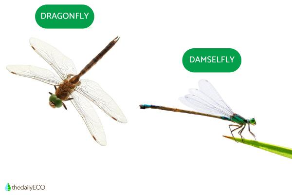 Difference Between a Damselfly and Dragonfly - Body