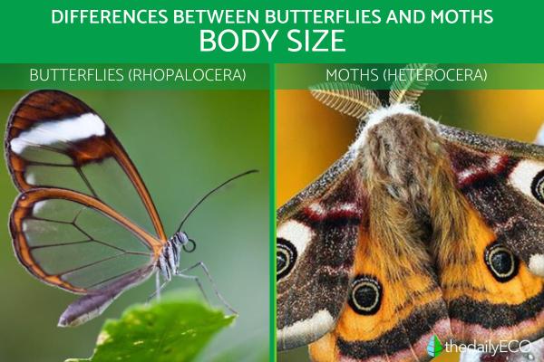 Differences Between Butterflies and Moths - Body size