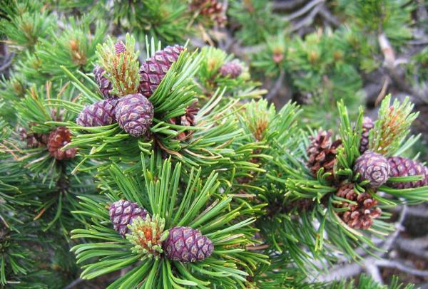 Different Types of Pine Trees - Bog pine (Pinus mugo)