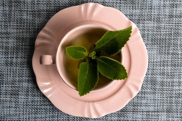 Herbal Infusions to Improve Fatty Liver Health - Boldo (Peumus boldus)