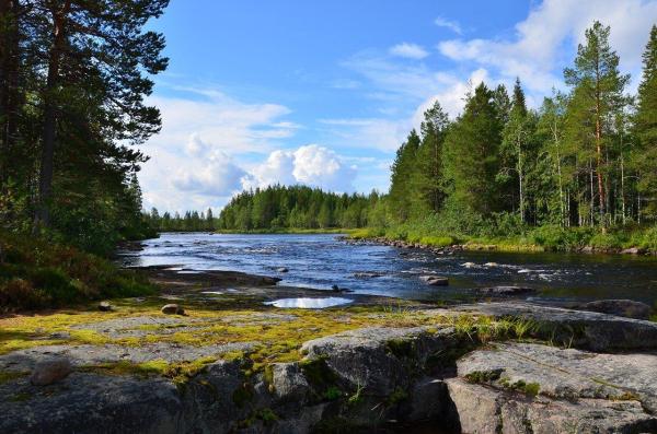 Types of Terrestrial Biomes on Earth - Boreal forest