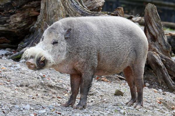 Different Types of Wild Pigs - Bornean bearded pig