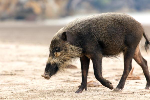 Different Types of Swine Species - Bornean bearded pig (Sus barbatus)