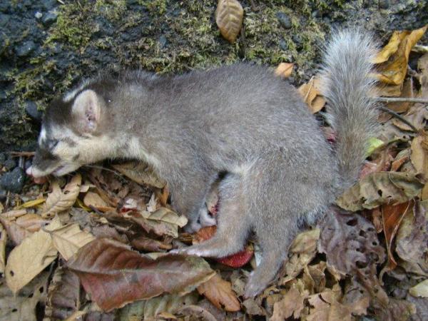 Different Types of Badgers - Bornean ferret badger (Melogale everetti)