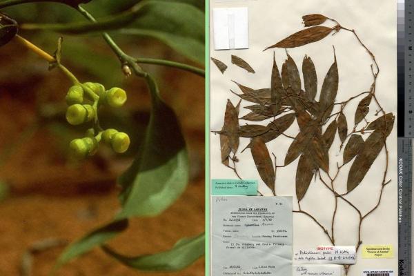 Different Pothos Plant Varieties - Borneo Pothos or Pothos paiei