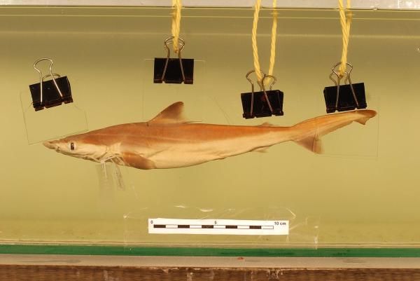 Sharks in Danger of Extinction - Borneo shark (Carcharhinus borneensis)