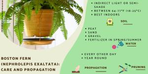 Boston Fern Care and Propagation
