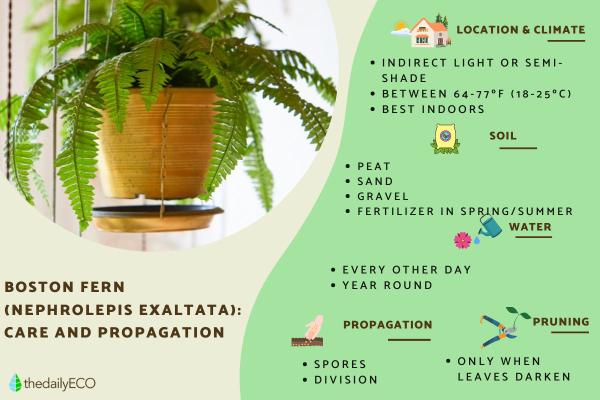 Boston Fern Care and Propagation