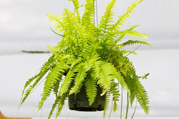 How to Care for Indoor Ferns - Boston fern (Nephrolepsis exaltata)