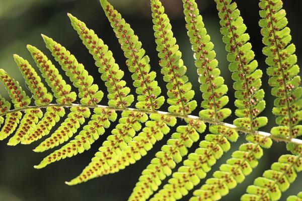 Boston Fern Care and Propagation - Boston fern propagation