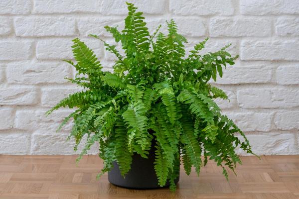 Boston Fern Care and Propagation - Boston fern soil and fertilizer