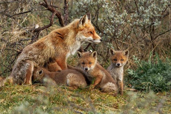 10 Fun Facts About Foxes You Didn’t Know - Both fox parents raise their young