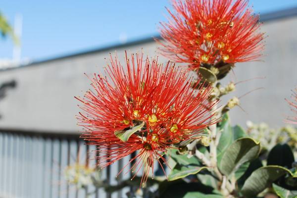 Bottlebrush Plant Varieties and Care - Bottlebrush light and temperature
