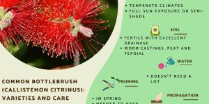 Bottlebrush Plant Varieties and Care