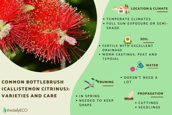 Bottlebrush Plant Varieties and Care