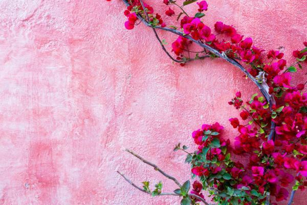 Winter Outdoor Plants for Pots - Bougainvillea