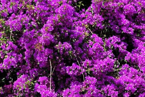 Purple Flowering Plants for Your Home or Garden - Bougainvillea