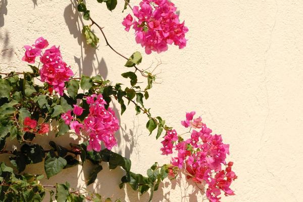 Perennial Flowering Vines - Floral Vine Types - Bougainvillea (Bougainvillea spp.)