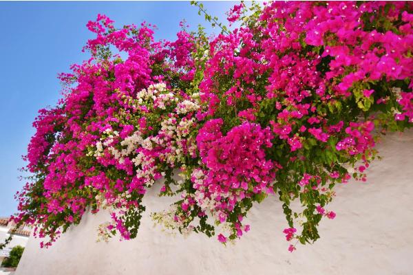 What Are the Best Climbing Plants for Outdoor Spaces? - Bougainvillea (Bougainvillea spp.)