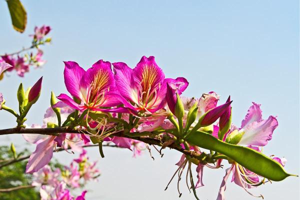 Fruit Trees That Have Pink Flowers - Brazilian orchid tree (Bauhinia forficata)