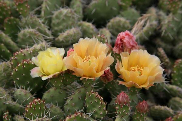 Types of Small Cactus Plants for Pots - Brittle prickly pear (Opuntia fragilis)
