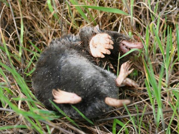 Types of Moles (Animal) - Broad-footed mole (Scapanus latimanus)