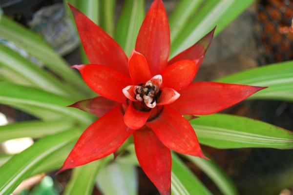 Best Plants for Dark Rooms - Bromeliad (Bromelia spp.)