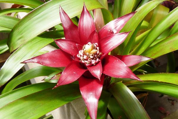 The Best Partial-Shade Plants - Bromeliads