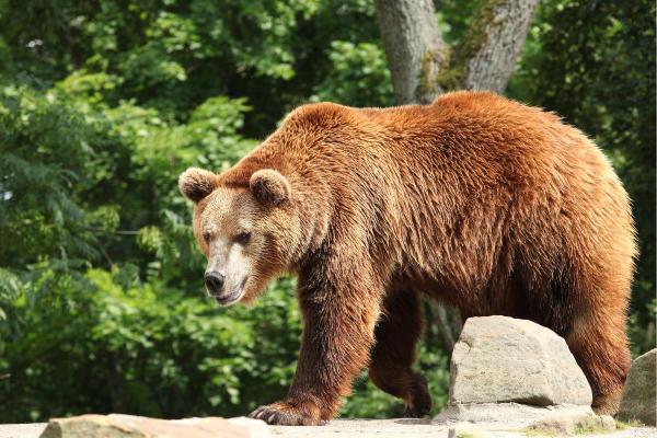 Most Dangerous Animals in Spain - Brown bear (Ursus arctos)